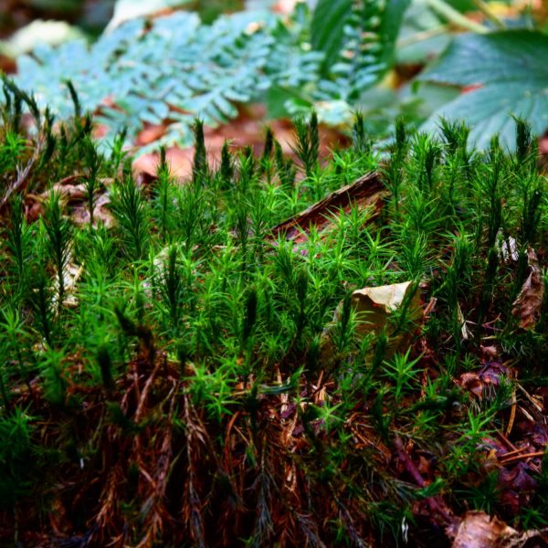 close-up-plants