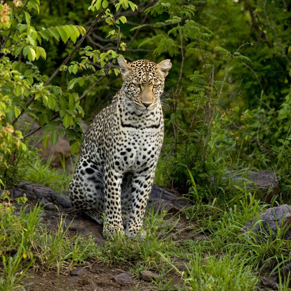 Leopard in the serengeti national reserve